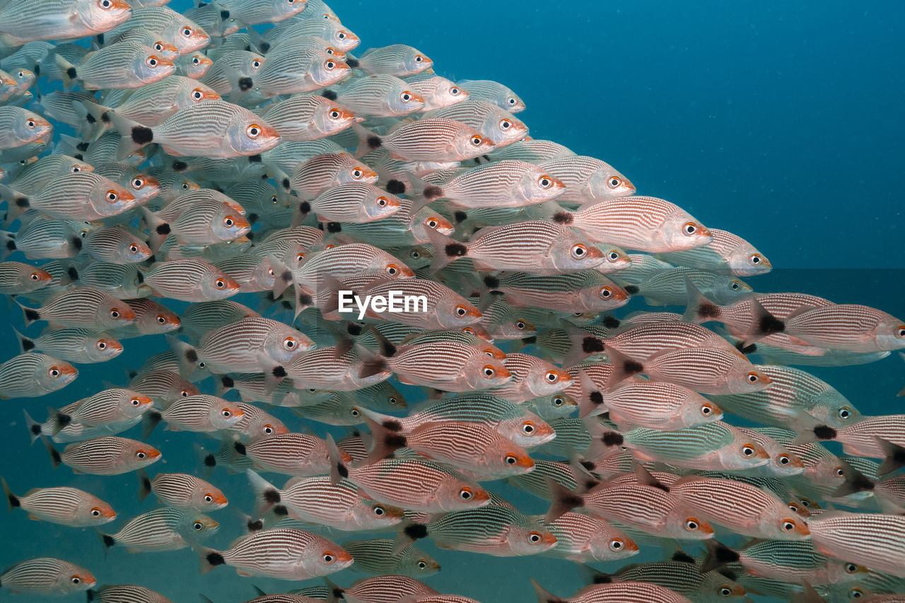 School of orange and white striped fish swimming undersea