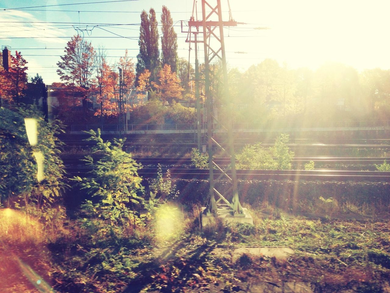 SUN SHINING THROUGH TREES IN THE DARK