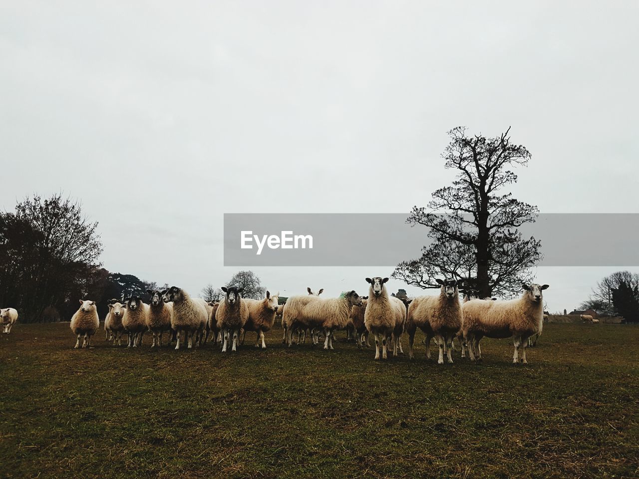 Sheep standing on field against clear sky