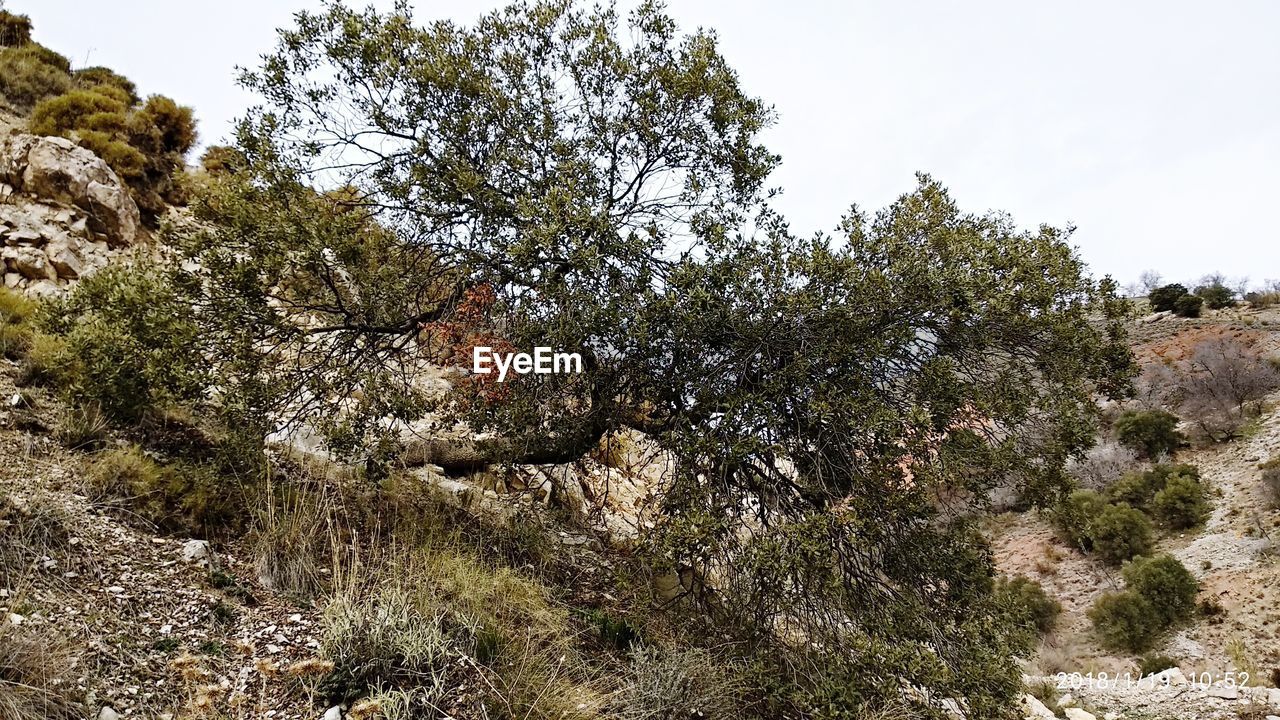 LOW ANGLE VIEW OF PLANT AGAINST SKY