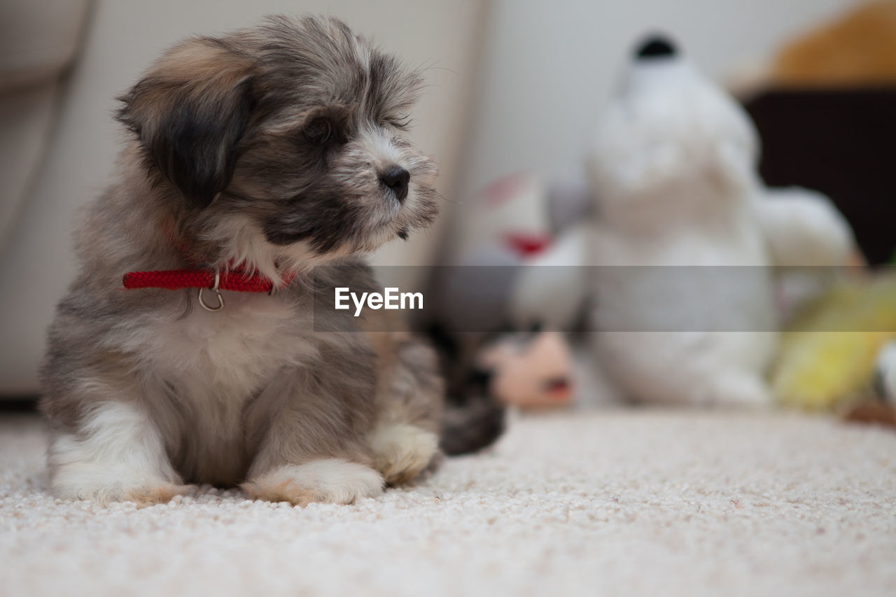 CLOSE-UP OF DOG IN BLANKET