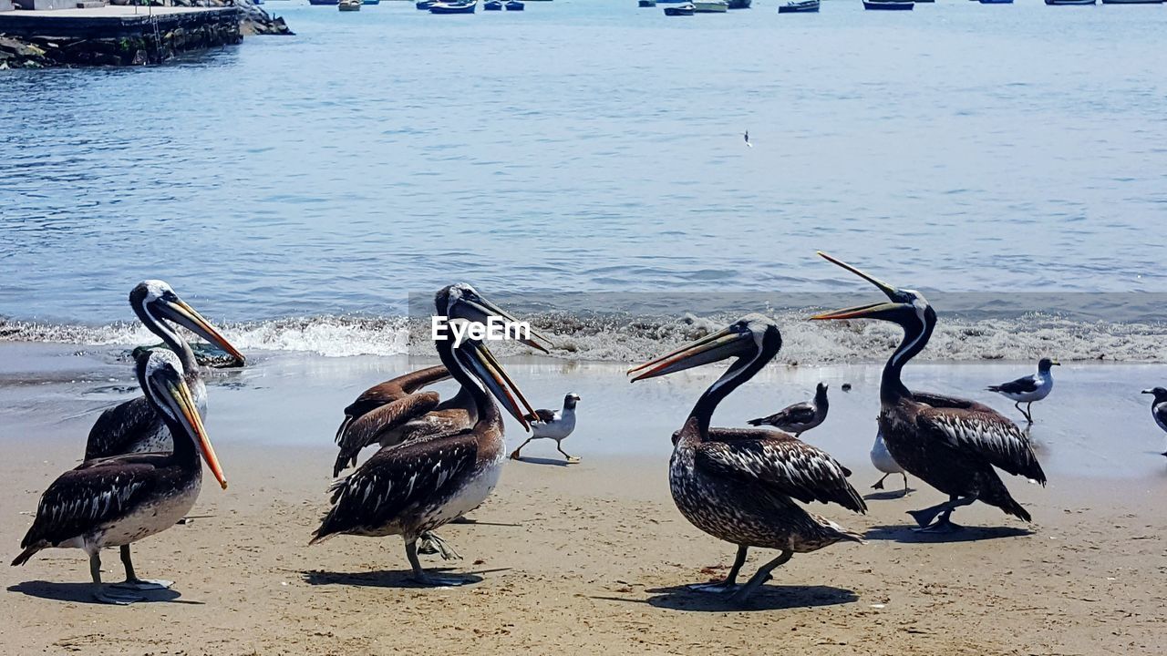 BIRDS ON SAND AT BEACH