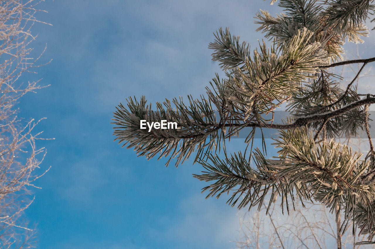 LOW ANGLE VIEW OF PALM TREE