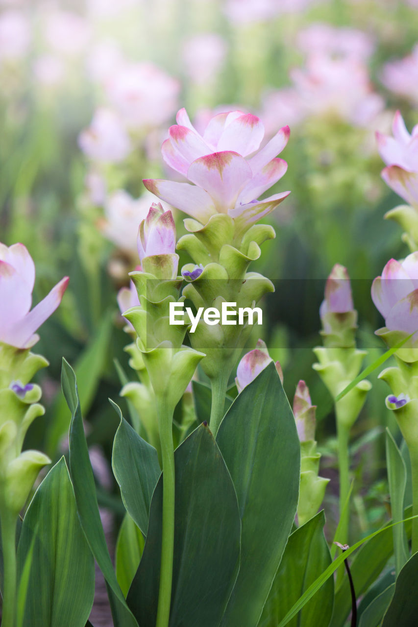 CLOSE-UP OF PINK FLOWERS BLOOMING