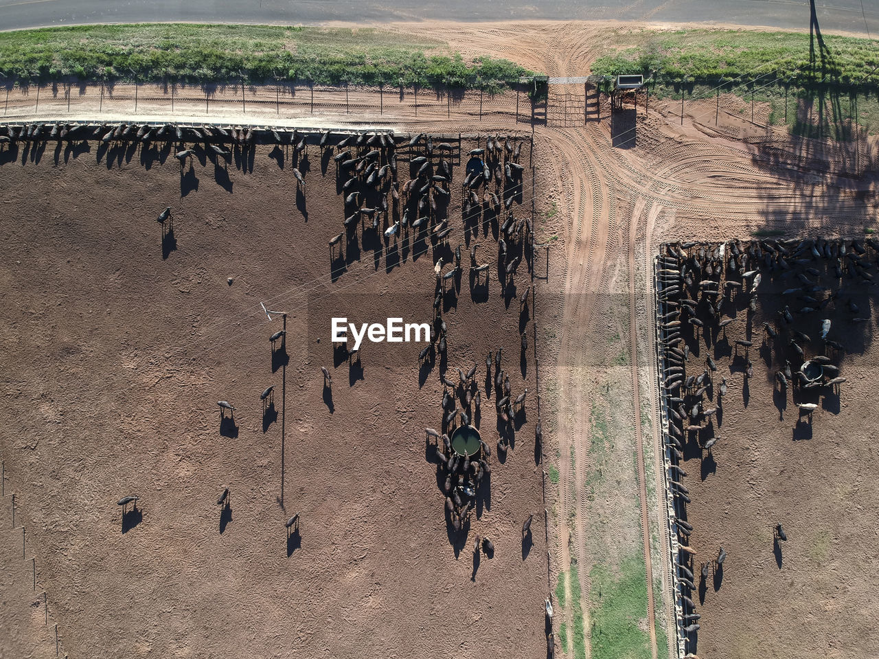 Aerial view of angus cattle on confinement in brazil