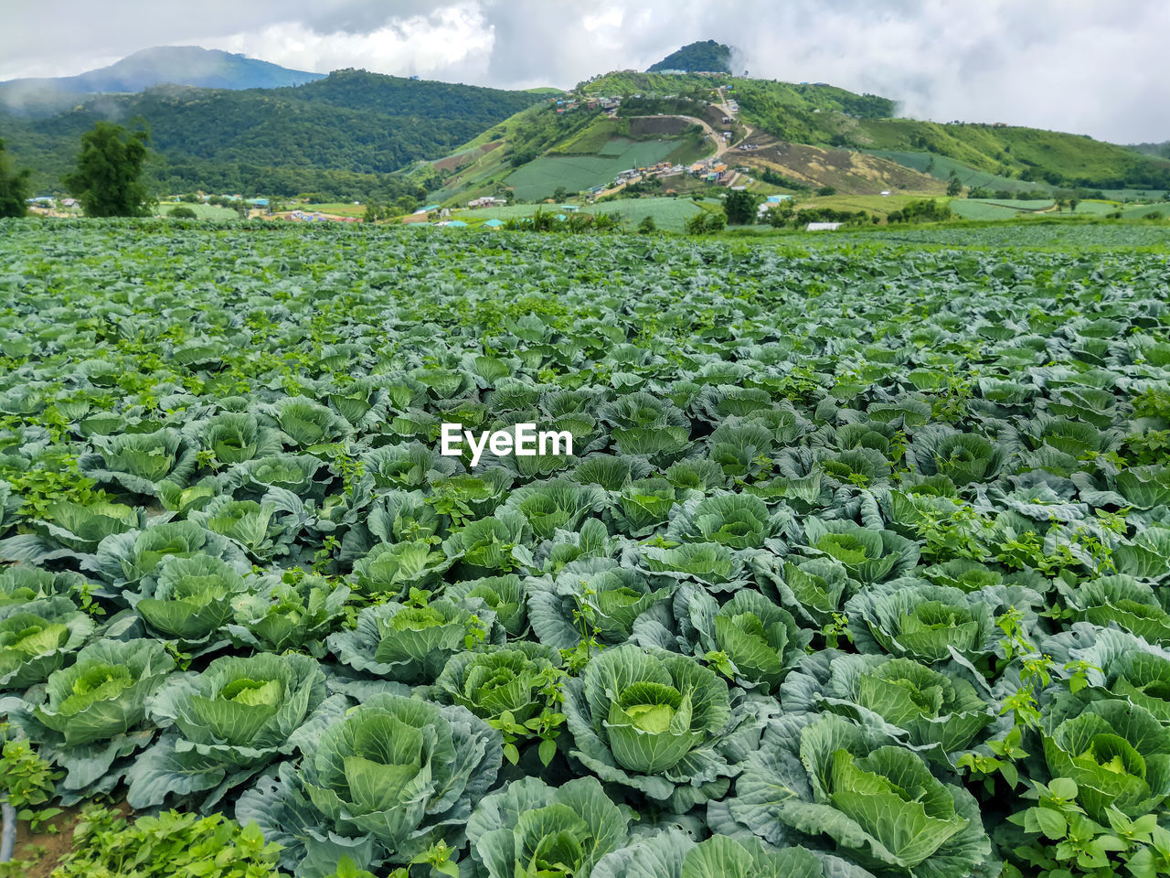 Scenic view of corn field