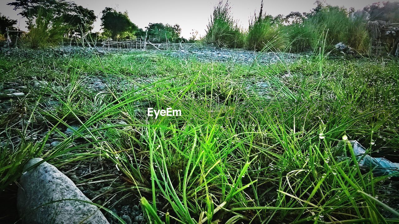 TREES GROWING ON GRASSY FIELD