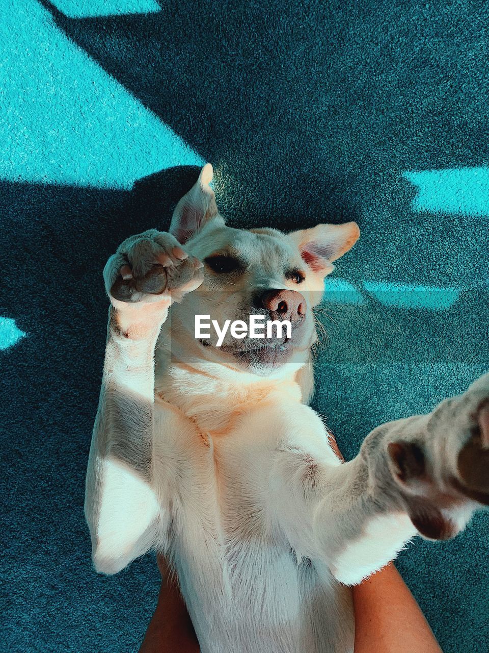 HIGH ANGLE PORTRAIT OF DOG RELAXING ON CARPET