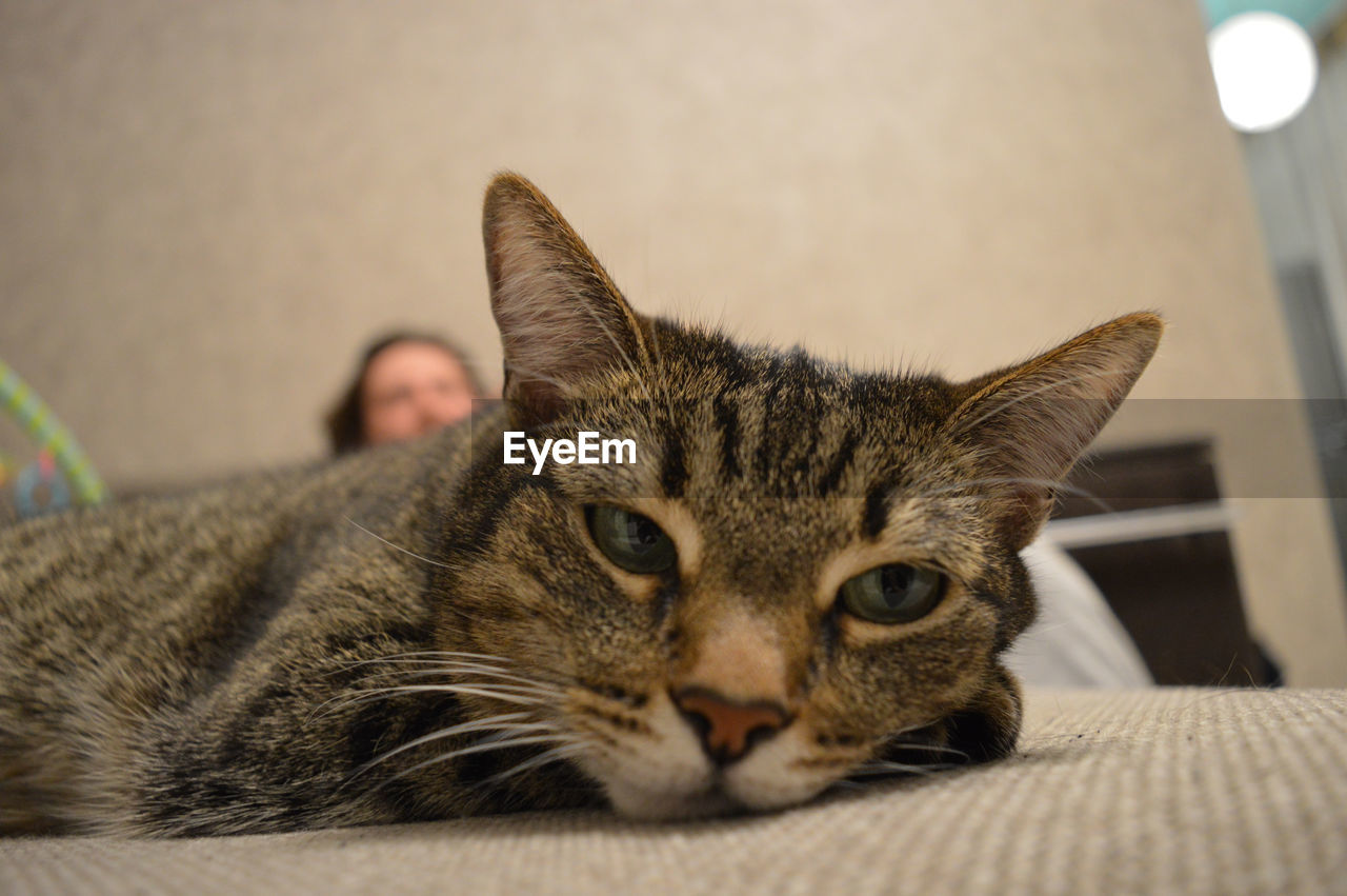 PORTRAIT OF A CAT