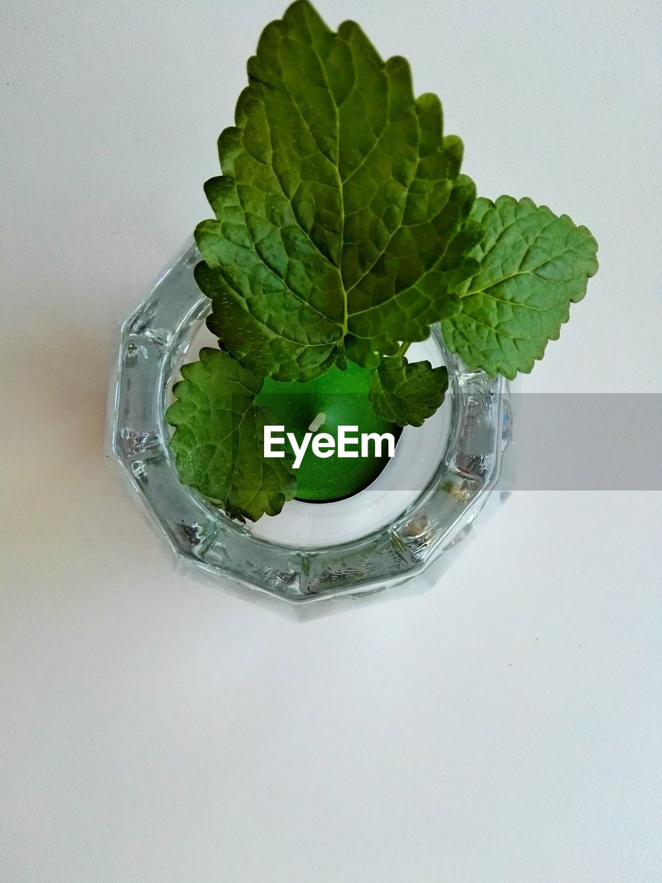 CLOSE-UP OF GREEN LEAF WITH WATER IN CONTAINER