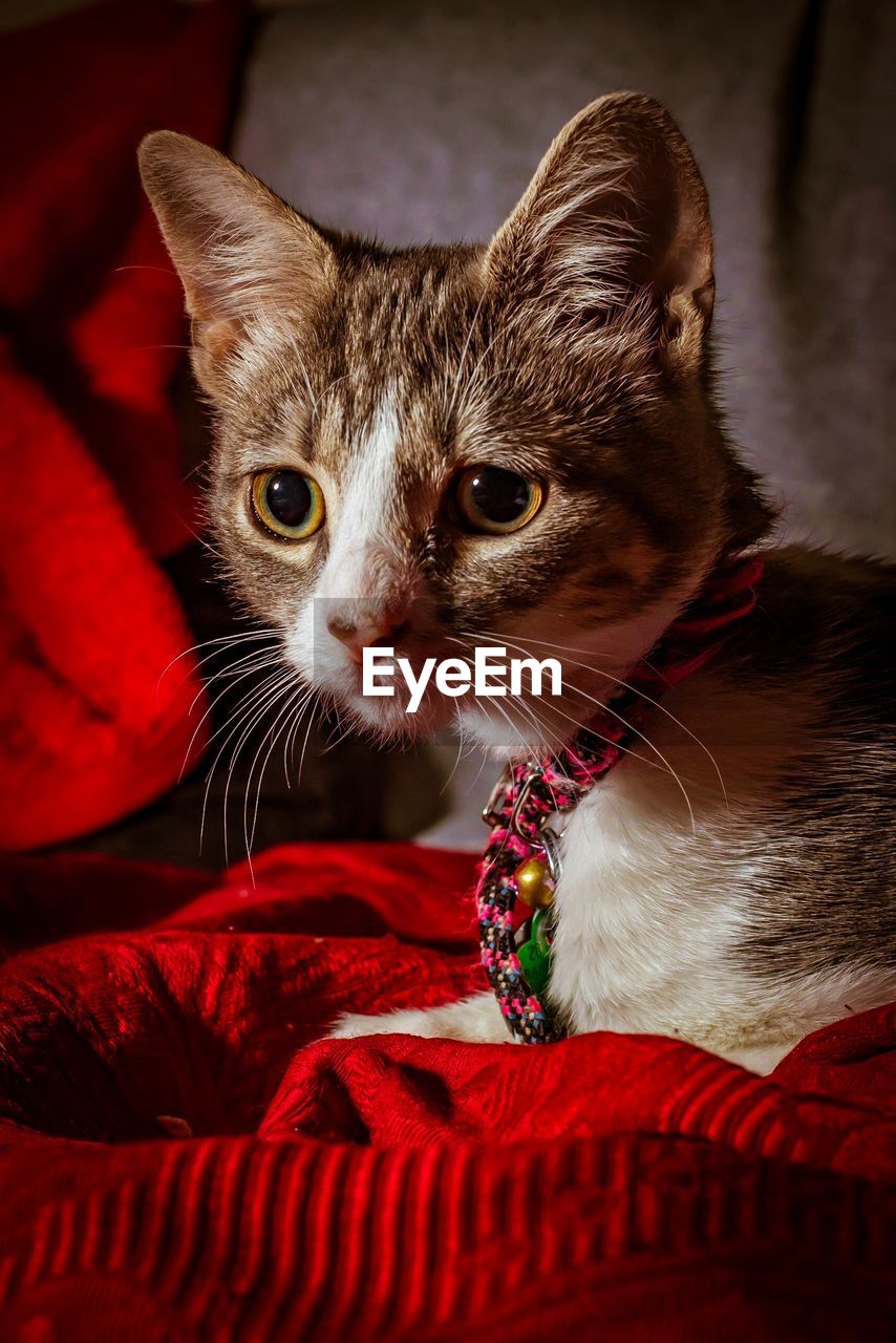 Close-up of cat looking away while resting on pet bed