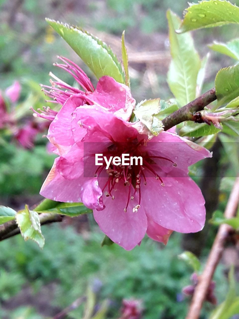 CLOSE-UP OF FRESH PINK FLOWER