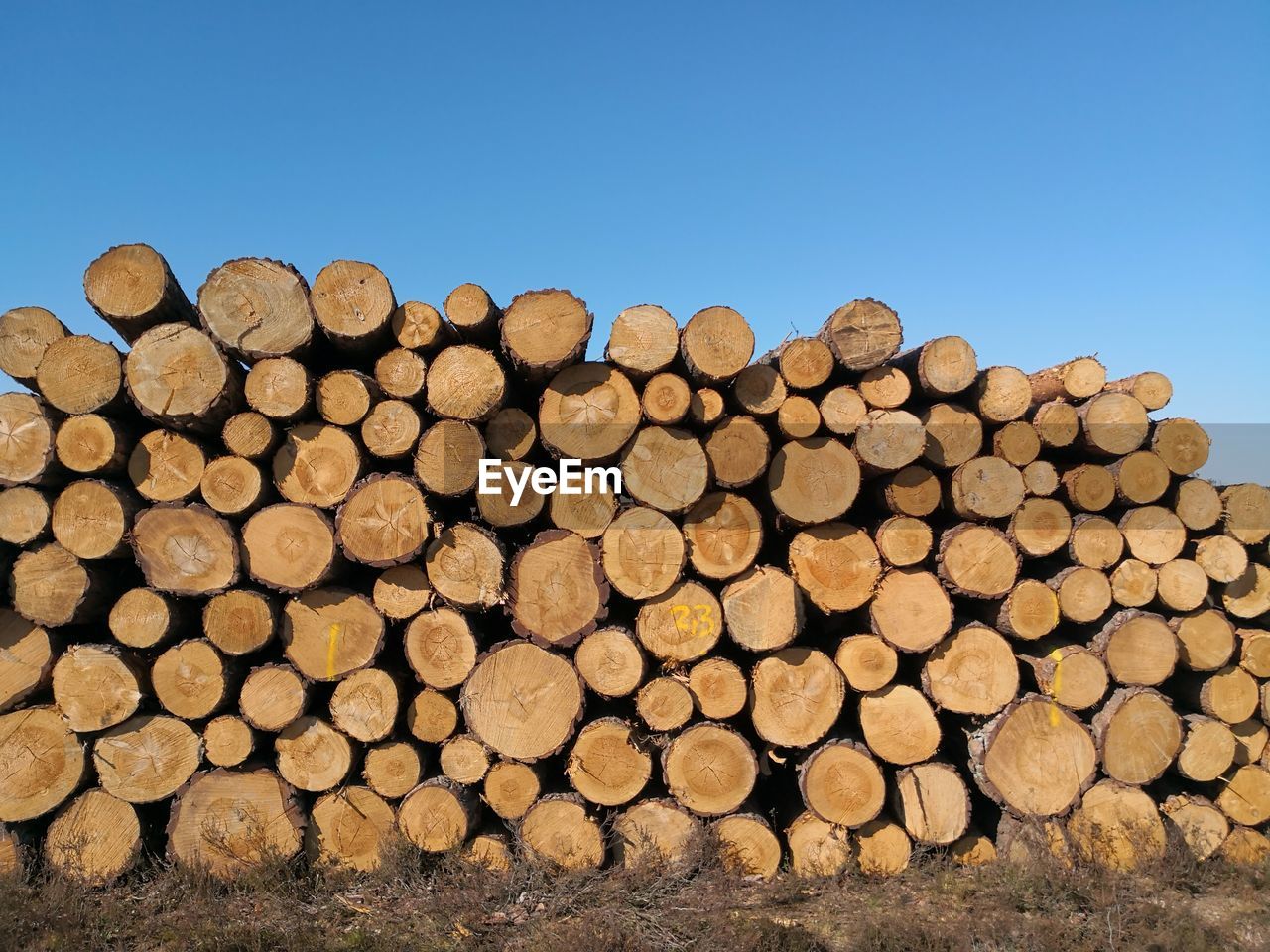 STACK OF FIREWOOD IN FOREST