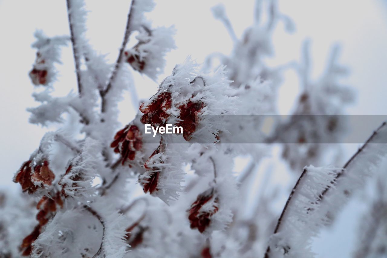 CLOSE-UP OF SNOW COVERED PLANT AGAINST TREES