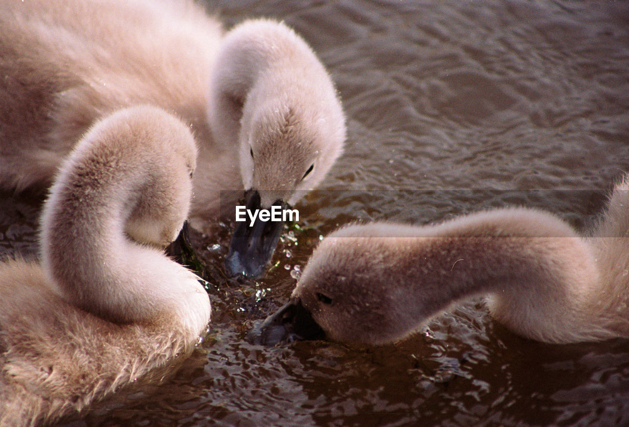 CLOSE-UP OF SWAN IN LAKE