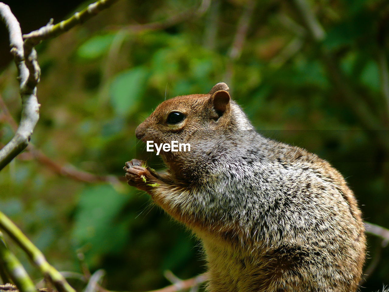 Close-up of squirrel at zion national park