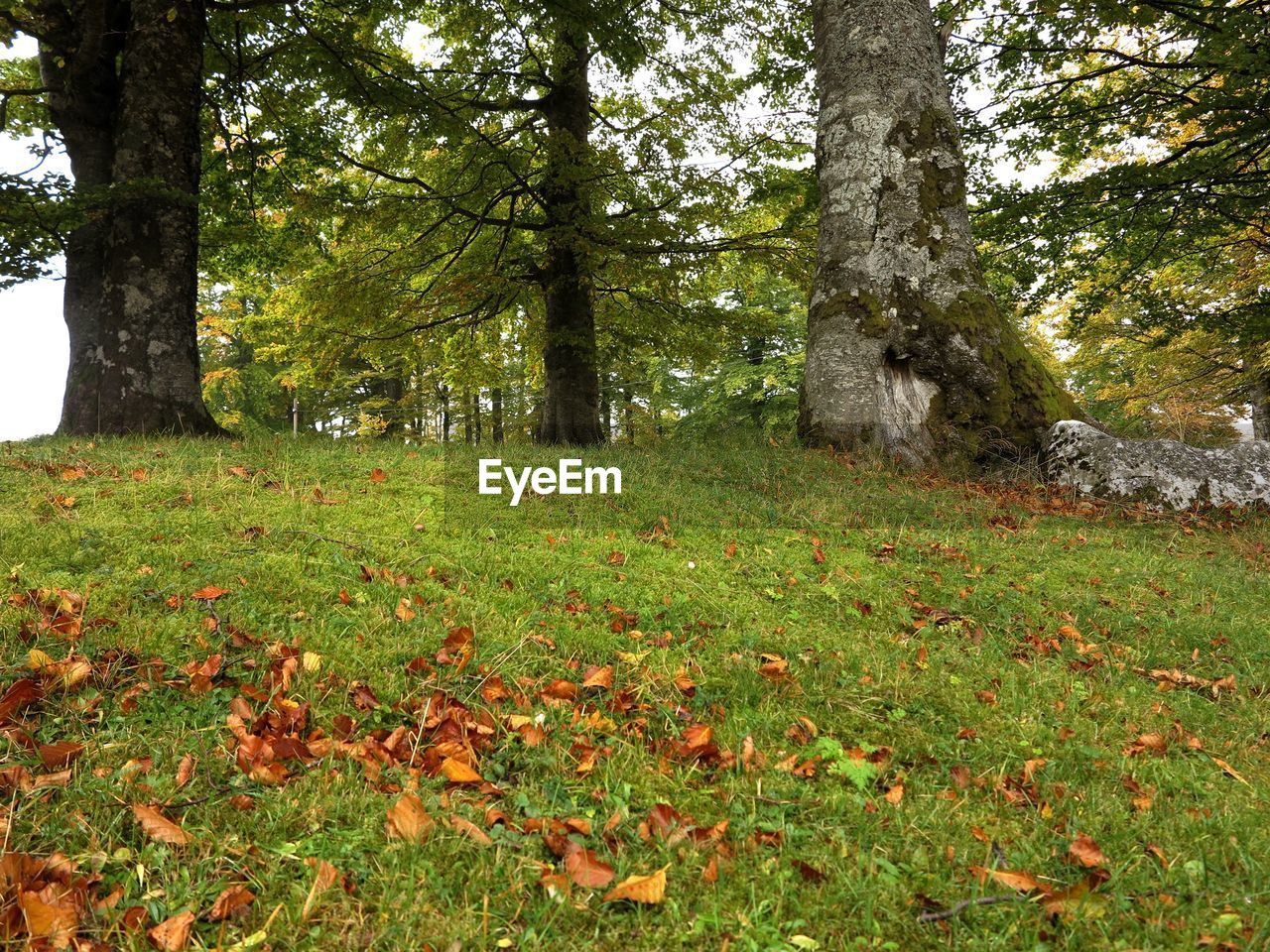 TREES GROWING IN FOREST