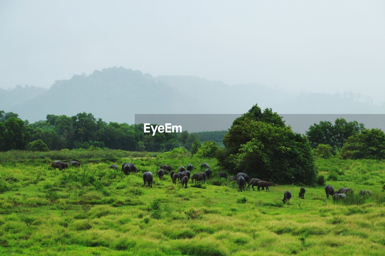 FLOCK OF SHEEP GRAZING IN FIELD