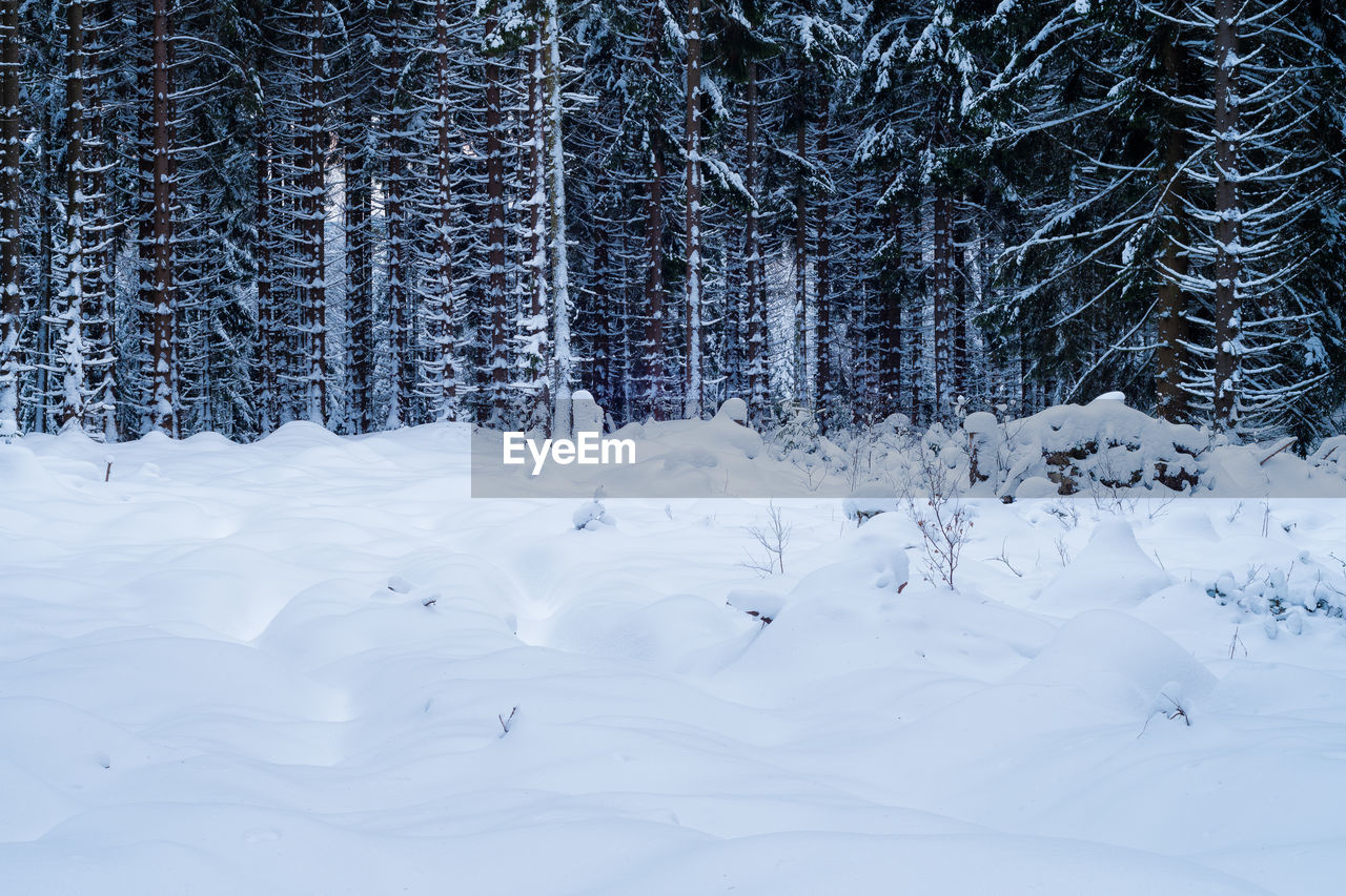 SNOW COVERED LAND AND TREES