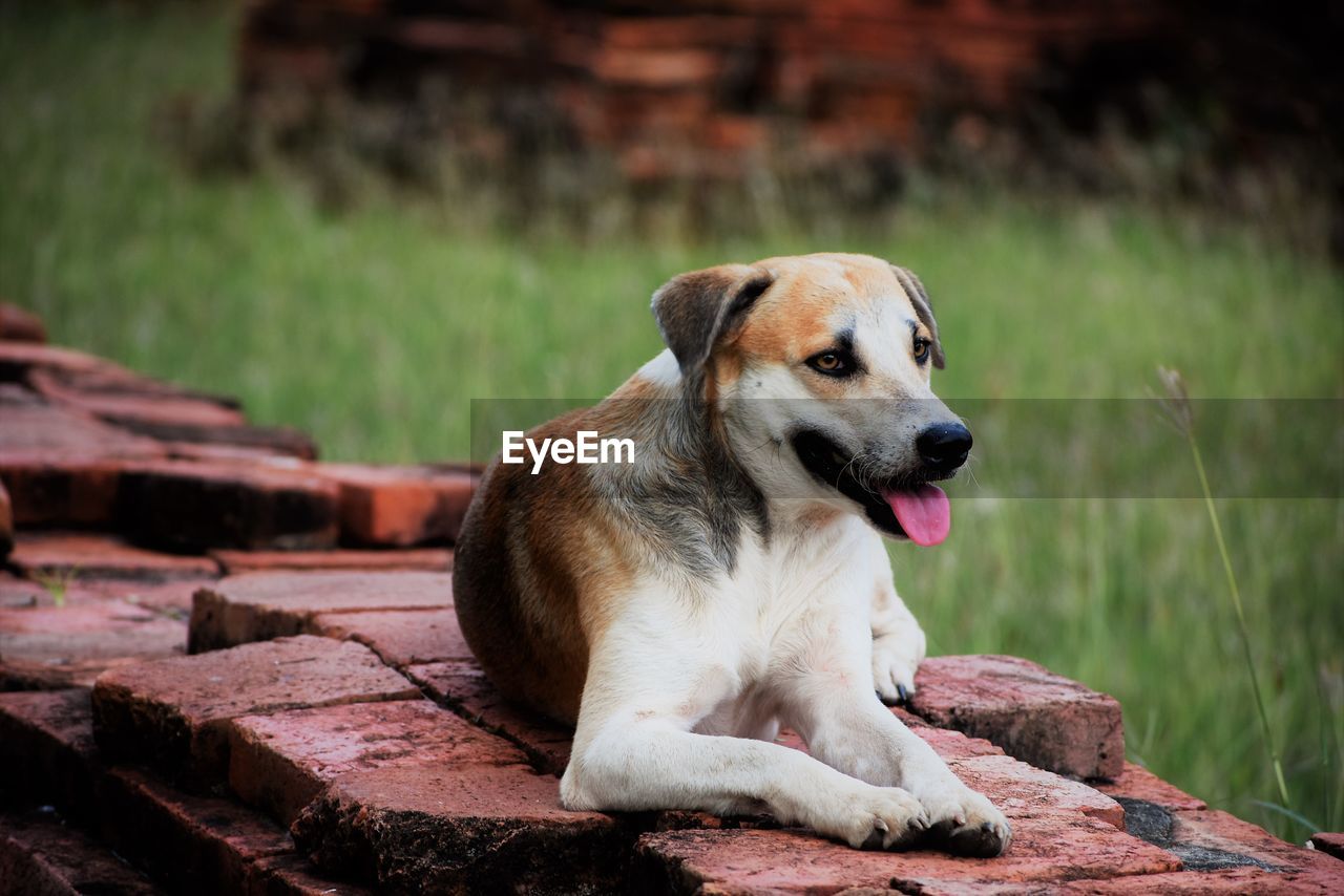 DOG LOOKING AWAY WHILE SITTING ON WOOD