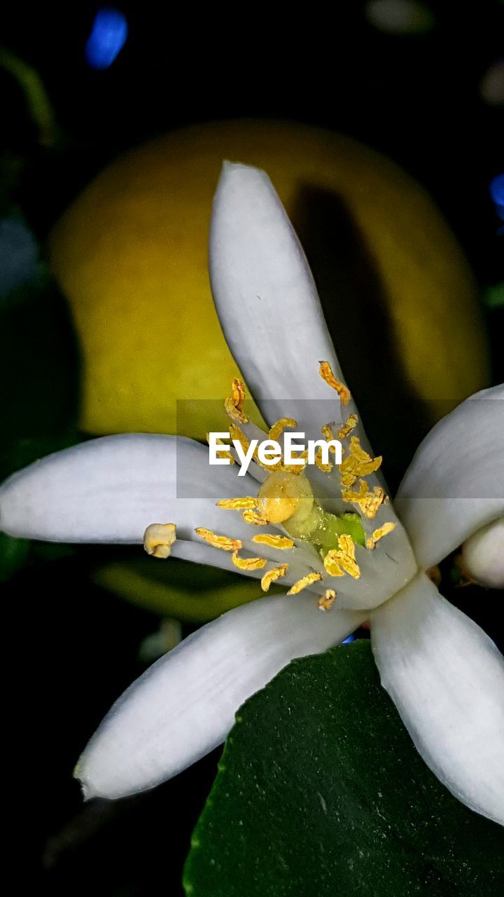 Close-up of white flower