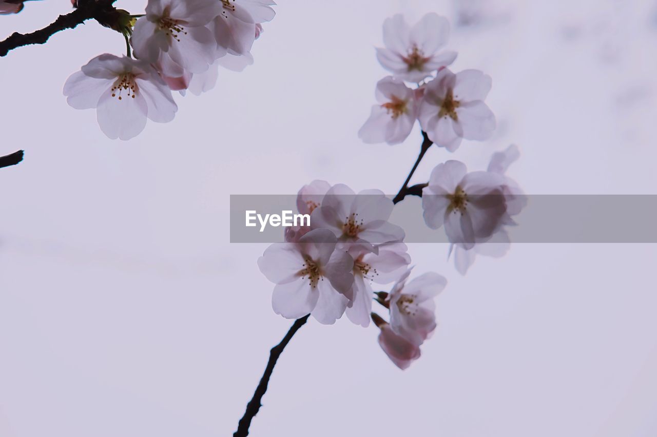 LOW ANGLE VIEW OF CHERRY BLOSSOMS AGAINST SKY