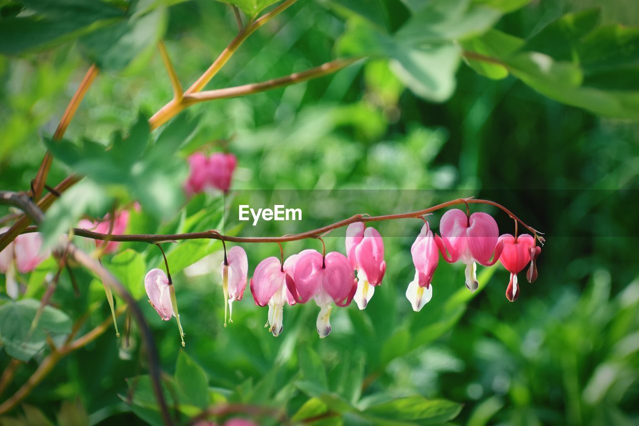 CLOSE-UP OF PINK FLOWER