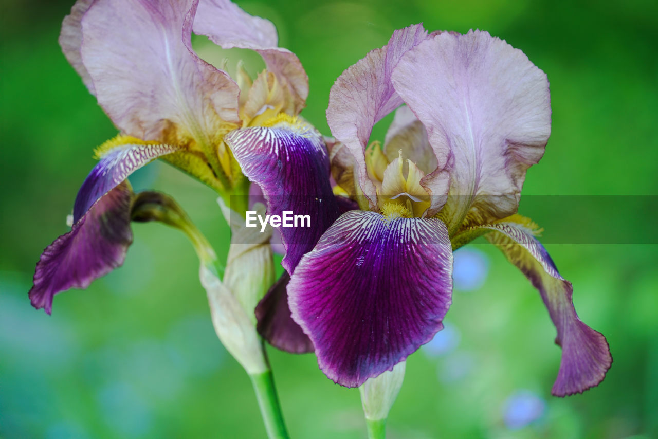 Close-up of purple flowering plant