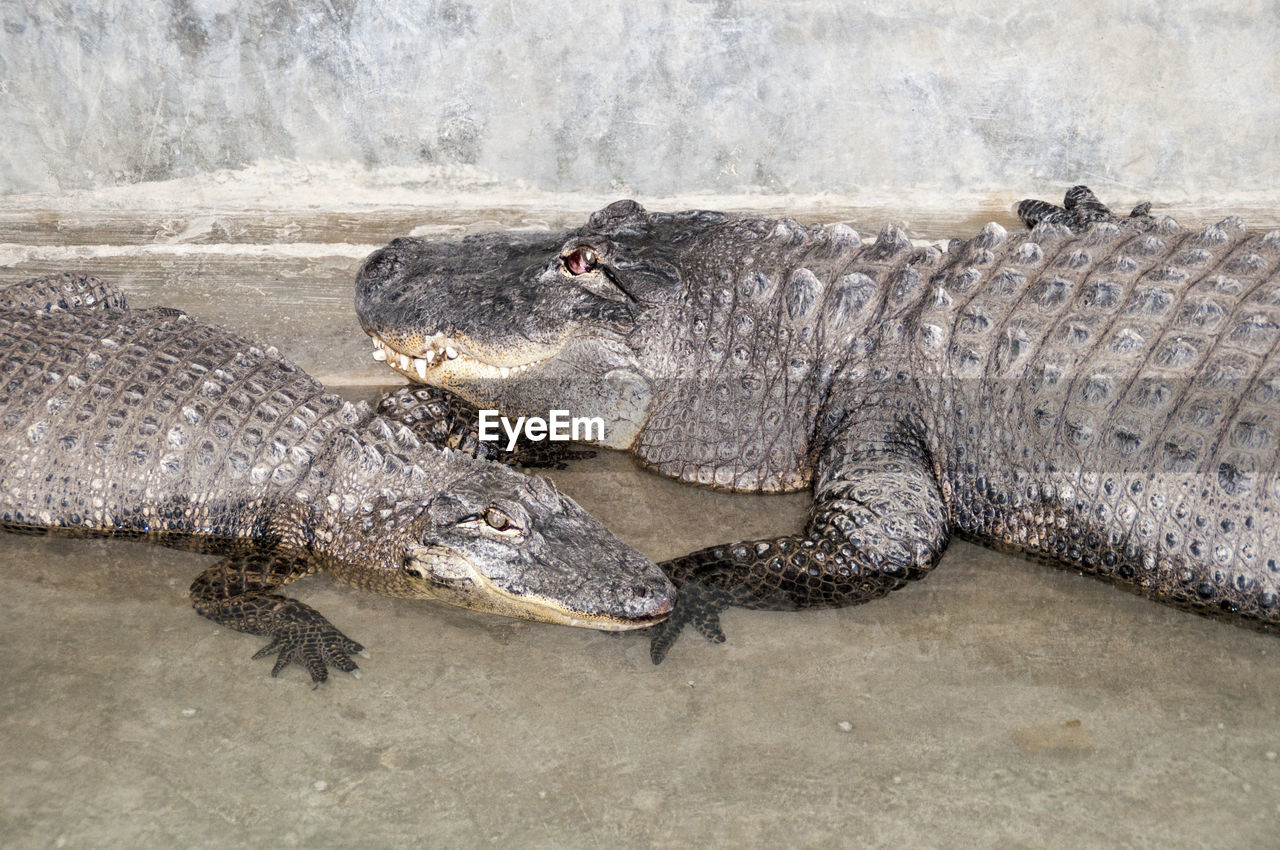 High angle view of crocodiles in pond at zoo