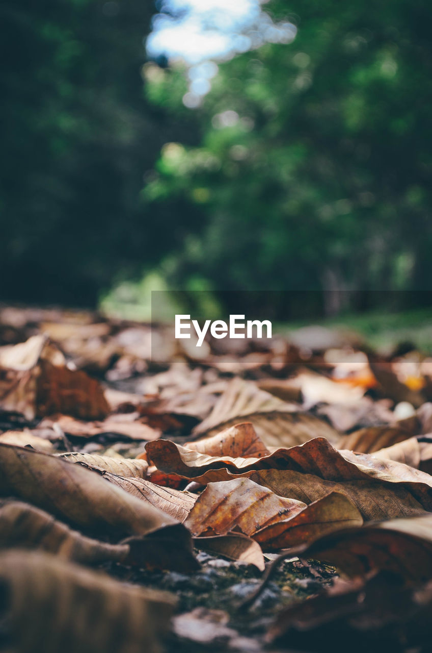 CLOSE-UP OF DRY LEAVES ON FALLEN TREE