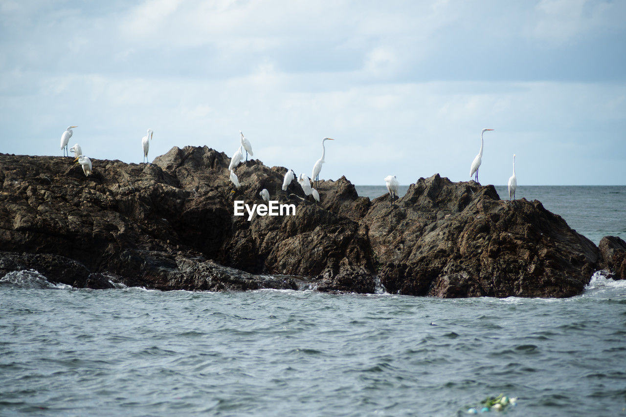 A flock of white herons on the rocks of a beach. preserved environment.