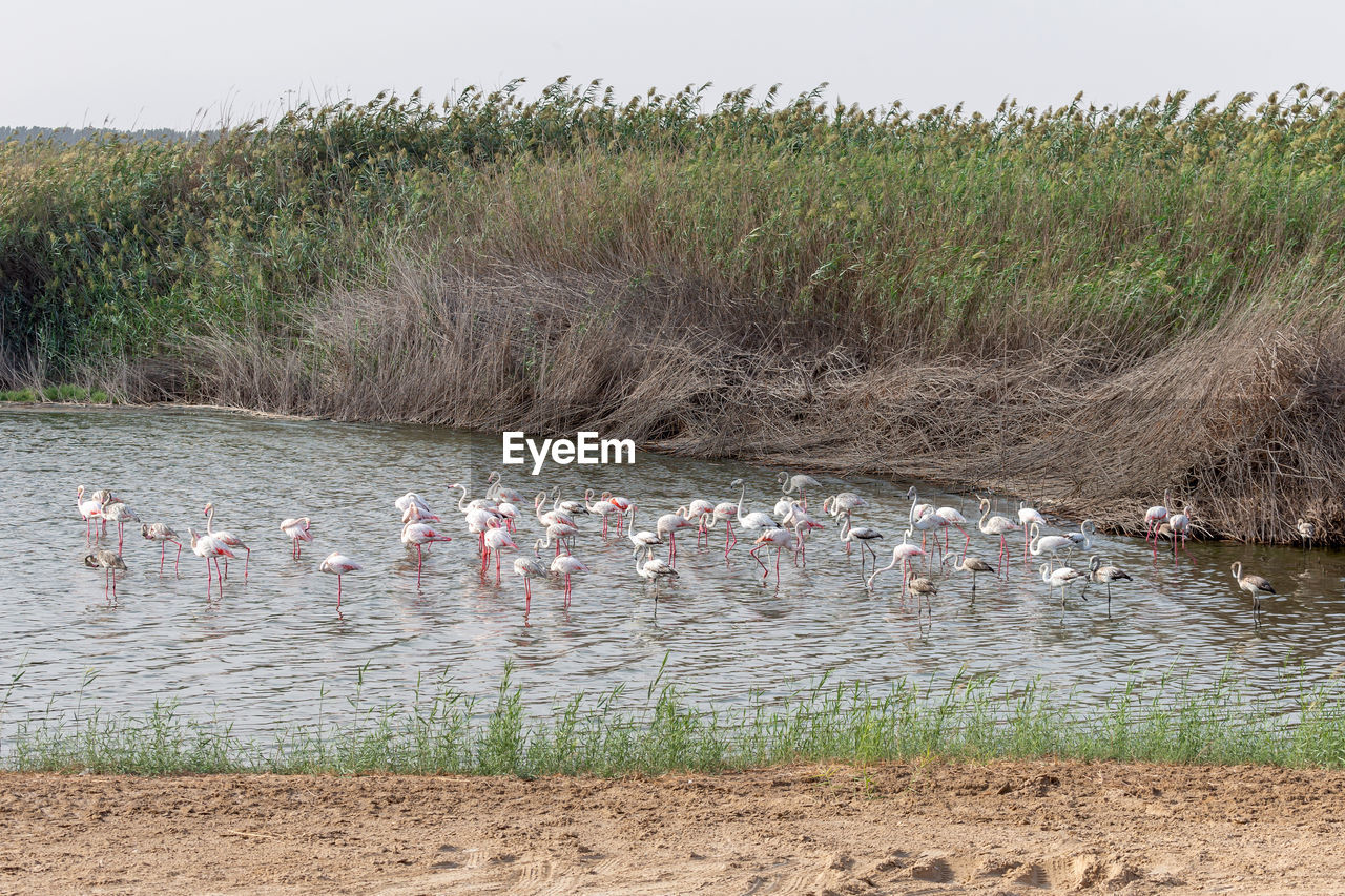 Great flamingos in the pond at al wathba wetland reserve in abu dhabi, uae