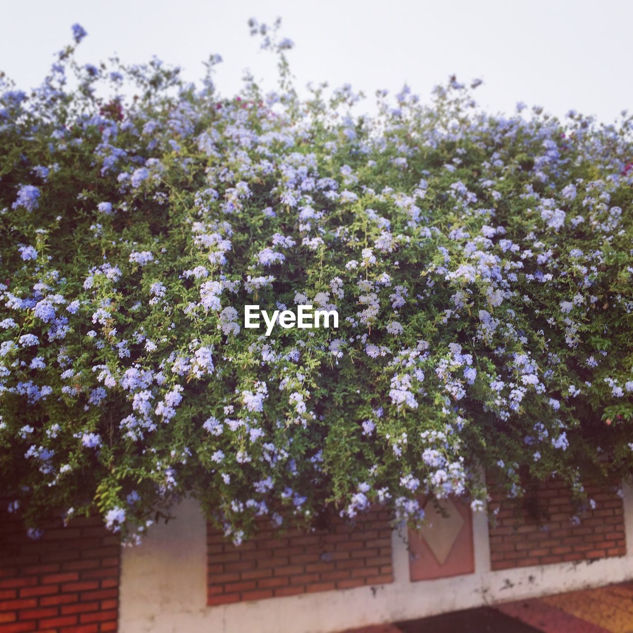 LOW ANGLE VIEW OF FLOWERS ON TREE