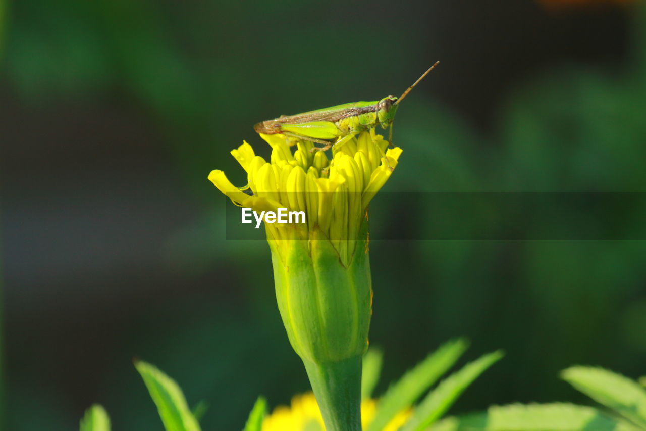 CLOSE-UP OF YELLOW FLOWERING PLANT