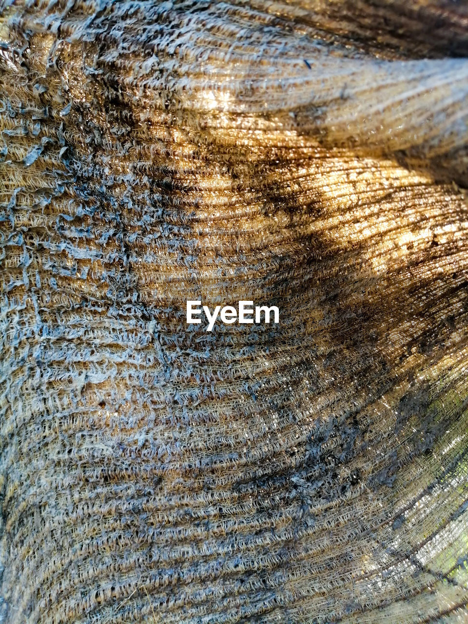 FULL FRAME SHOT OF TREE BARK