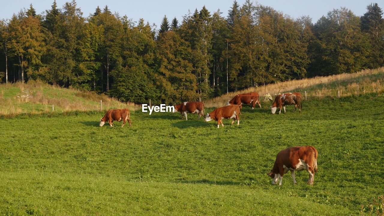 COWS IN A FIELD