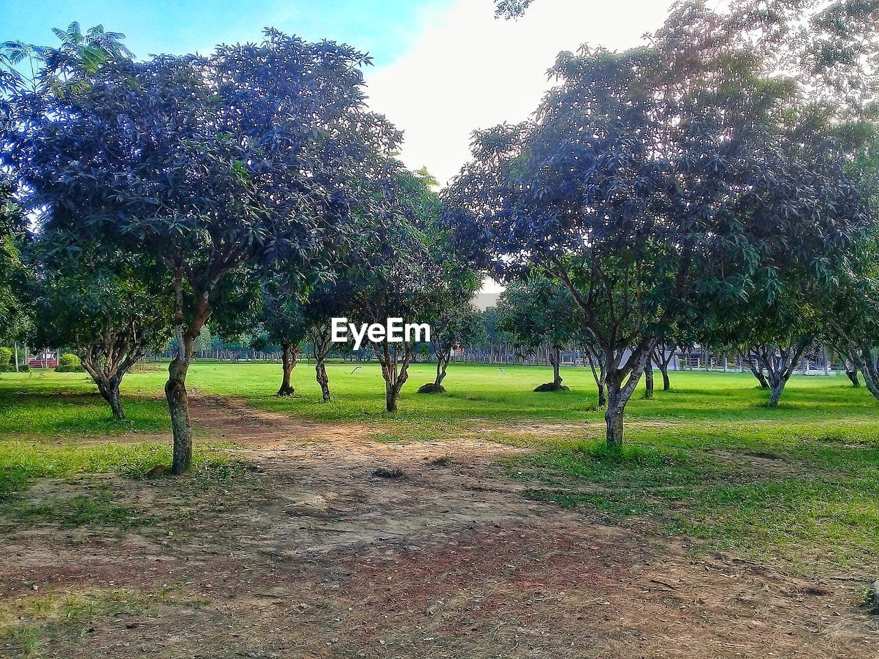 VIEW OF TREES ON FIELD