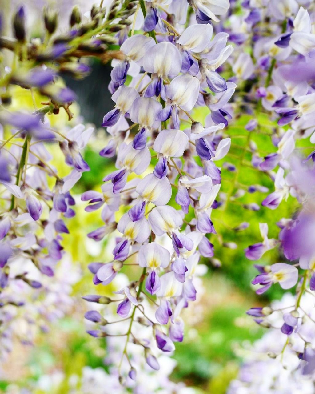 CLOSE-UP OF PURPLE FLOWERS BLOOMING OUTDOORS