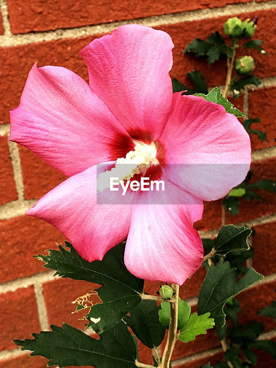 CLOSE-UP OF PINK FLOWER AGAINST THE WALL