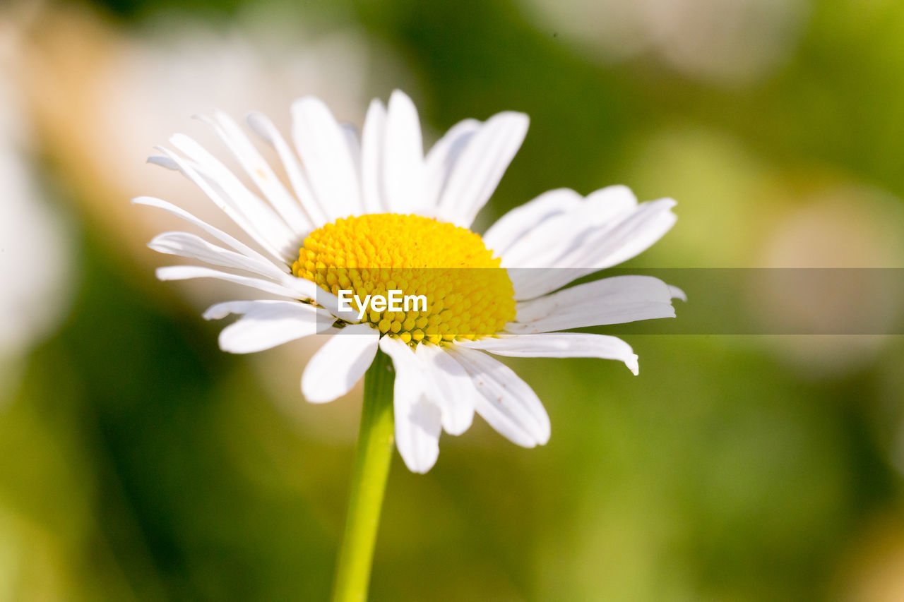 Close-up of white daisy