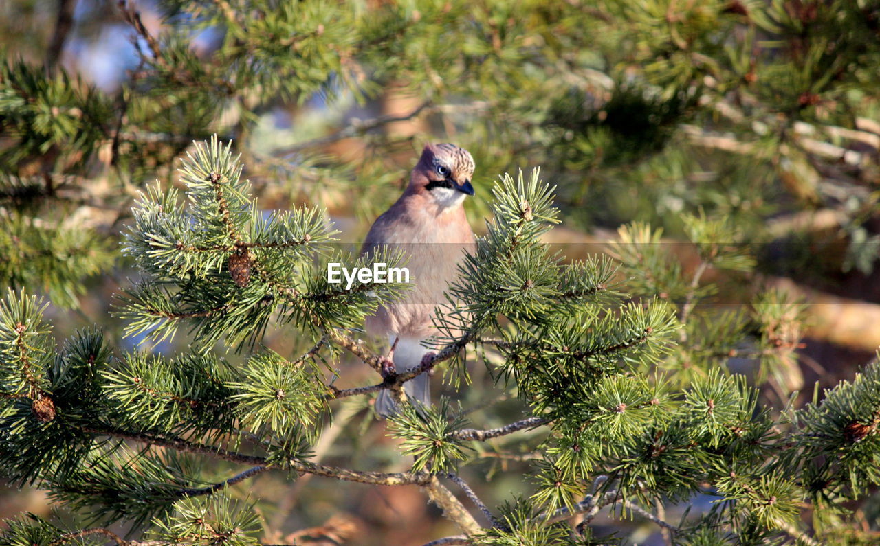 Close-up of bird perching on tree