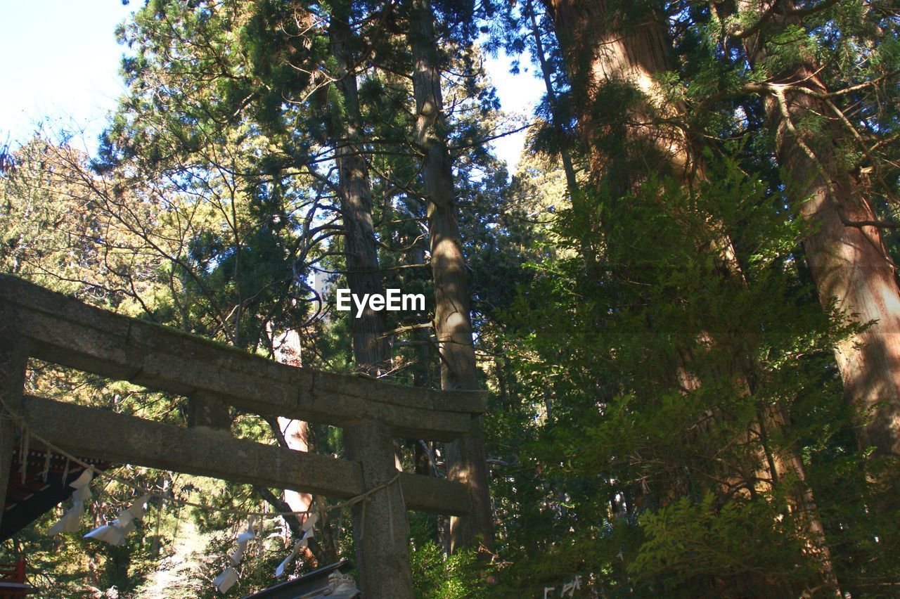 LOW ANGLE VIEW OF TREES IN THE FOREST