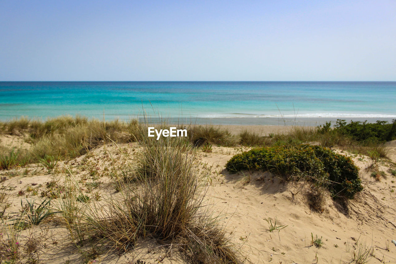 GRASS ON BEACH AGAINST CLEAR SKY