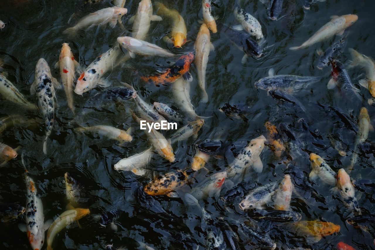 HIGH ANGLE VIEW OF FISH IN LAKE