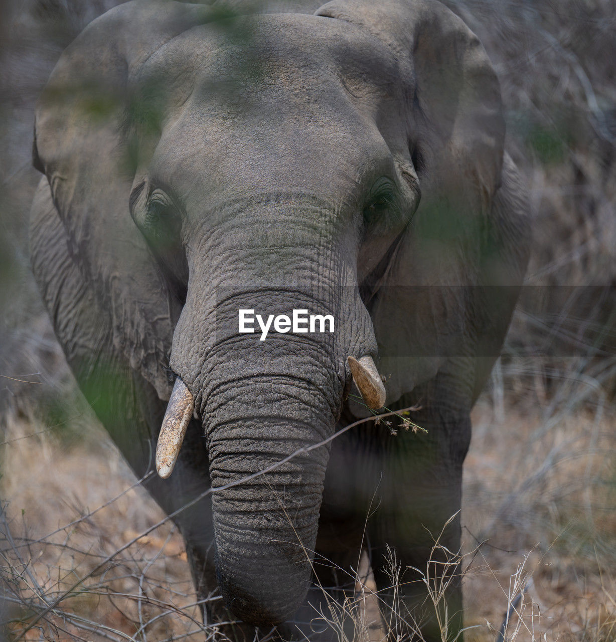 animal themes, animal, animal wildlife, indian elephant, wildlife, elephant, mammal, african elephant, safari, animal body part, one animal, tourism, no people, plant, portrait, travel destinations, tusk, nature, environment, travel, adventure, front view, tree, outdoors, animal trunk, looking at camera, beauty in nature, gray, grass, day, working animal