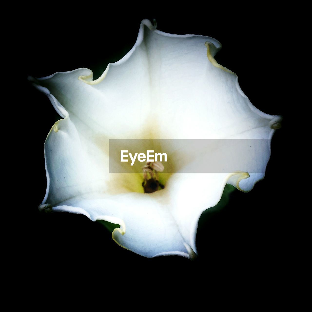 CLOSE-UP OF FLOWER OVER WHITE BACKGROUND