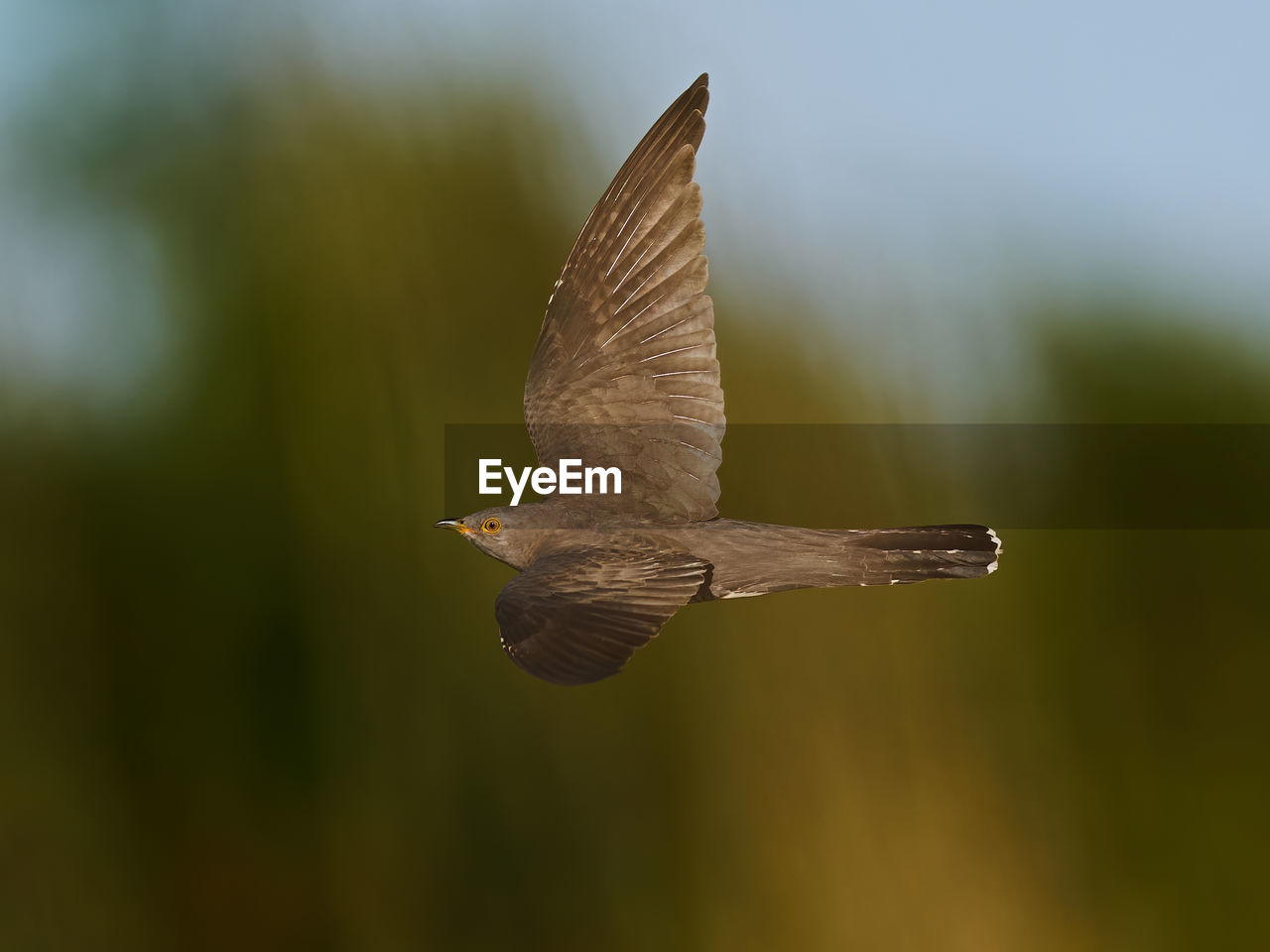 CLOSE-UP OF HAWK FLYING