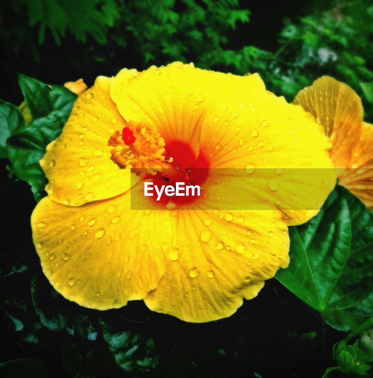 Close-up of wet yellow flower blooming on field