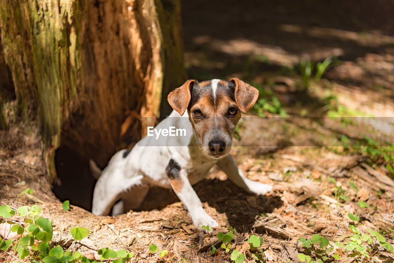 PORTRAIT OF A DOG ON LAND