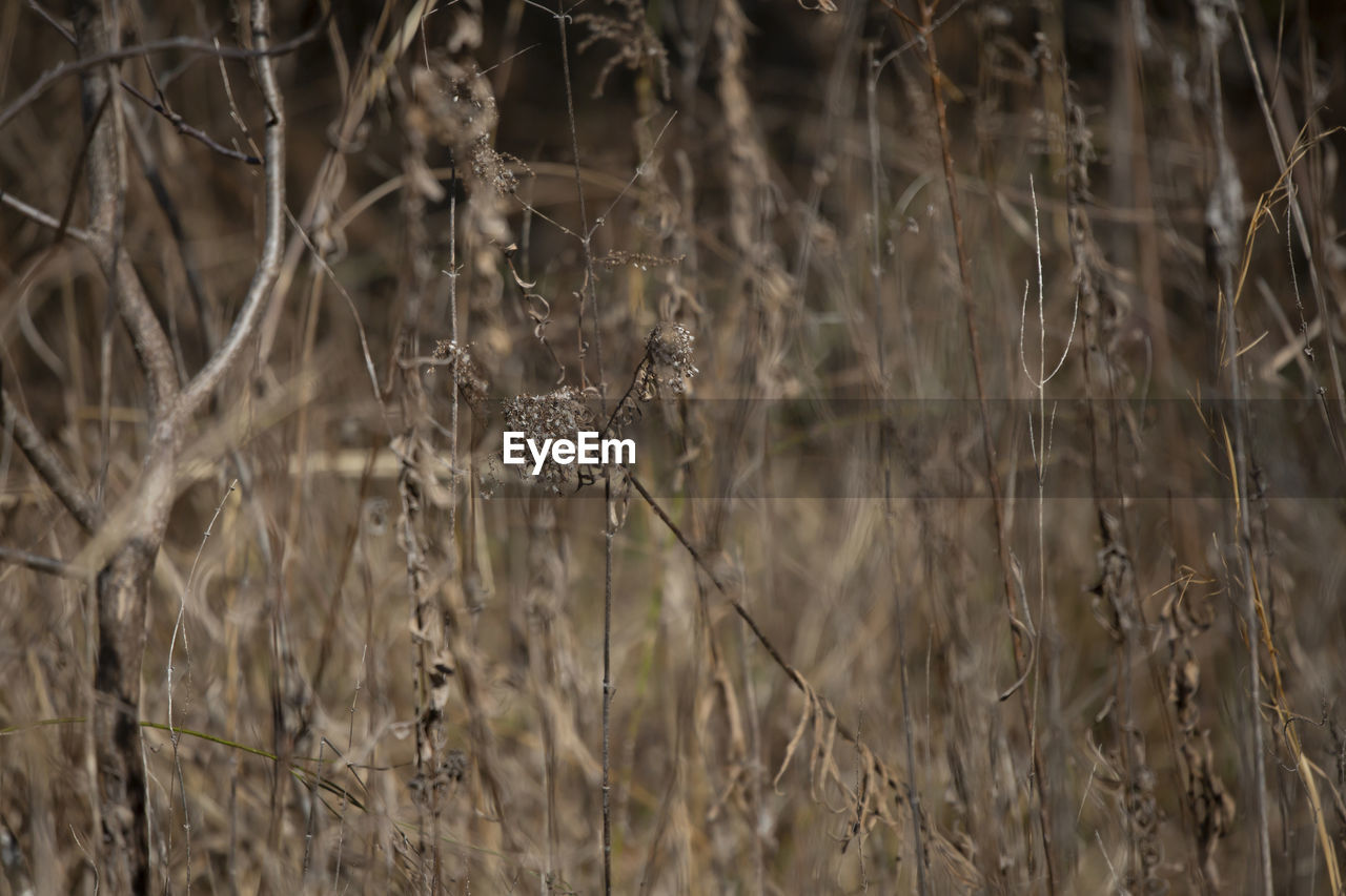 plant, grass, no people, nature, day, land, dry, growth, focus on foreground, wildlife, tranquility, branch, outdoors, close-up, beauty in nature, field, tree, selective focus, backgrounds, prairie, dried plant